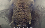 Ghost Elephants