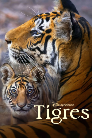 tigres