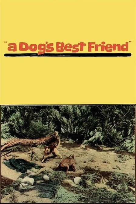 a dog's best friend