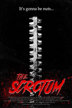 the scrotum
